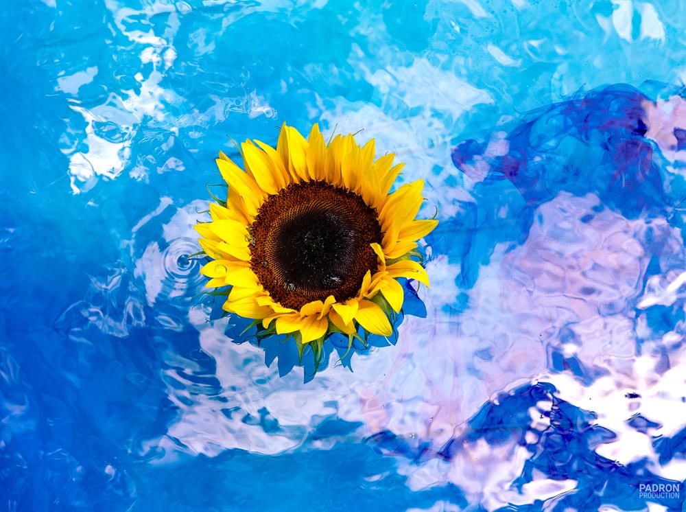 Blue Sunflower I