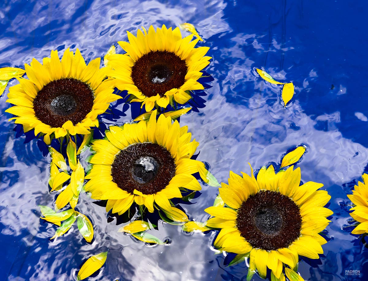 Blue Sunflower II