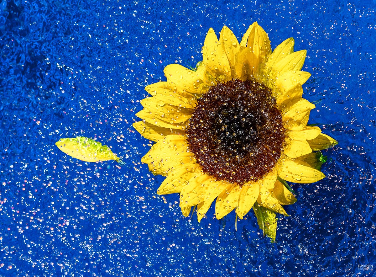 Blue Sunflower III