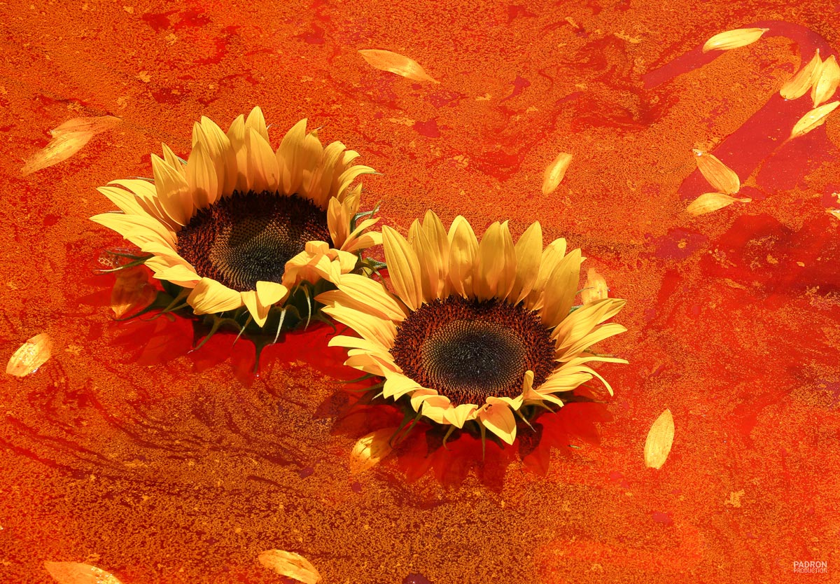 Orange Sunflower II