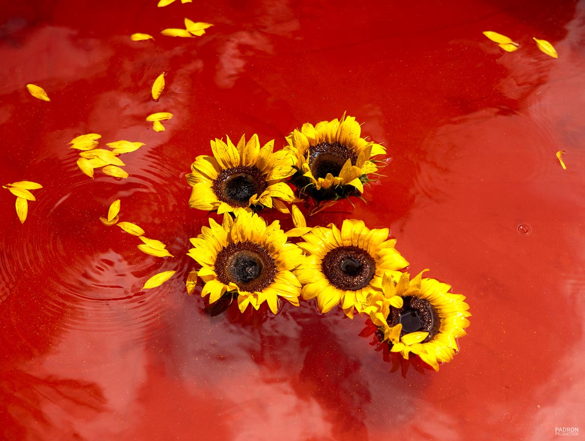 Orange Sunflower III