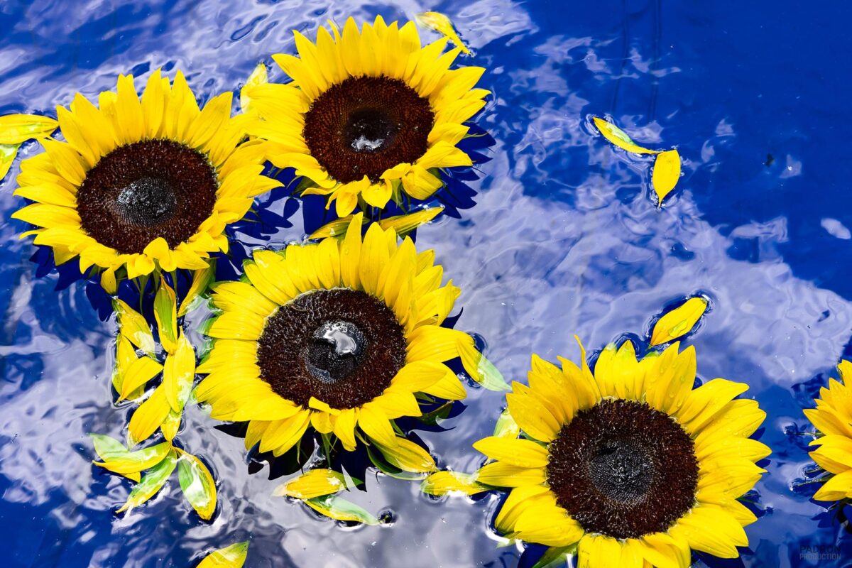 Blue Sunflowers 2