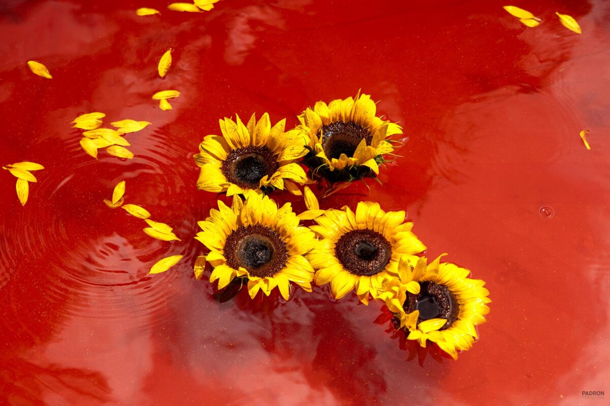 Red Sunflowers 2